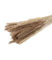HERBE FEUILLE DE LA PAMPA NATUREL les 70GR