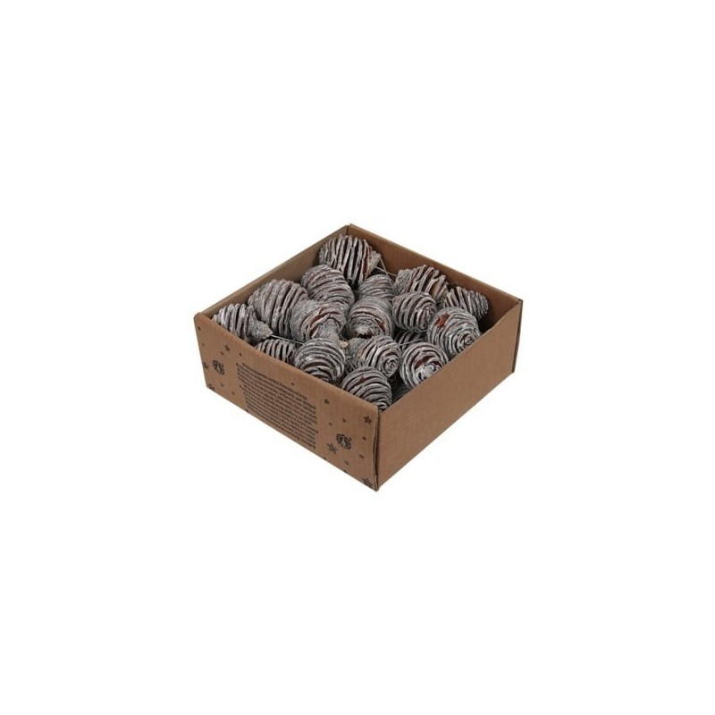 PLATYSPERMUM BLANCHI Boite 25P