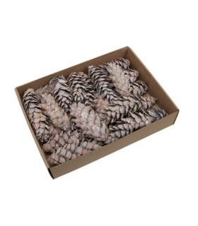 POMME DE PIN "strobus" BLANCHI 10-15CM les 25P