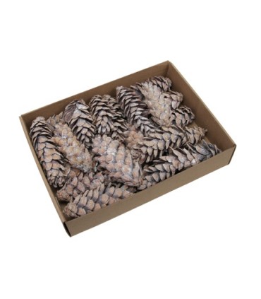 POMME DE PIN "strobus" BLANCHI 10-15CM les 25P