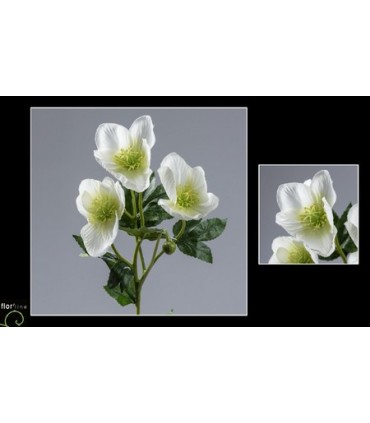 BOUQUET HELEBORE 4 fleurs H62CM les 12P