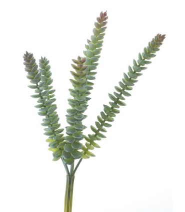 CRASULA VERT 28CM à la pièce