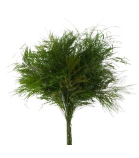 VERDISSIMO-TIKI "Asparagus virgatus" les 60g