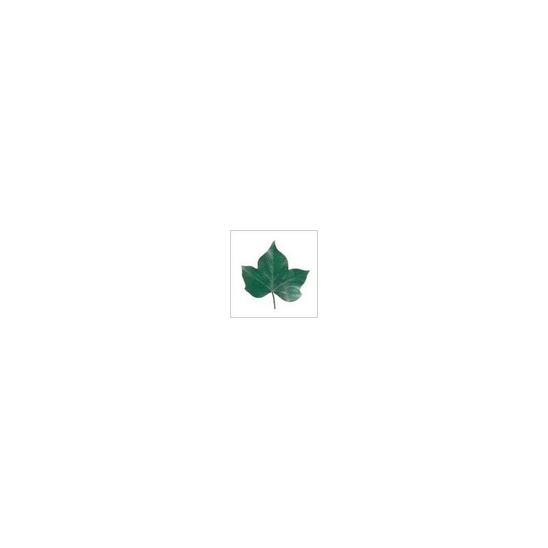 VERDISSIMO-HEDERA FEUILLE VERTE