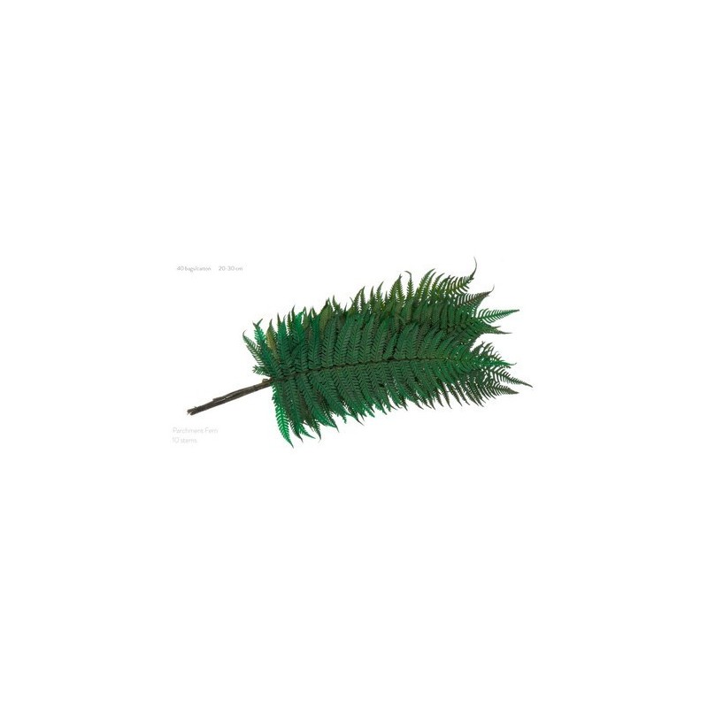 VERDISSIMO-FOUGERE PARCHEMIN VERT les 10P