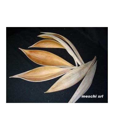FEUILLE DE COCO médium/ pièce