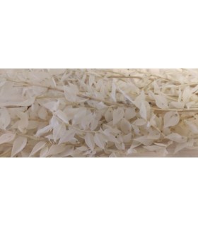 BRANCHE RUSCUS SAC 150GR