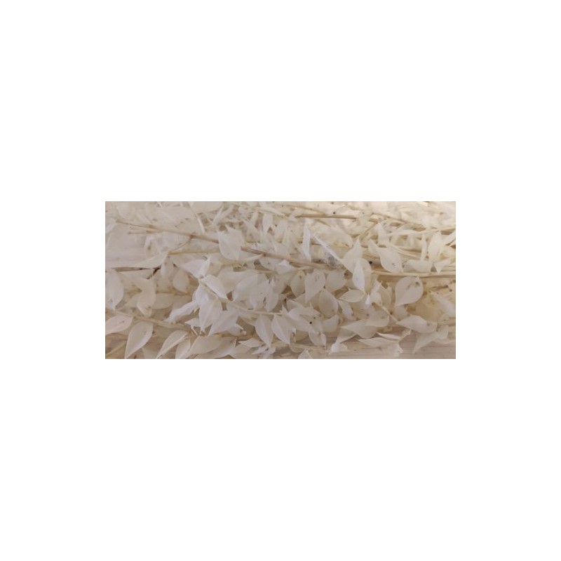 BRANCHE RUSCUS SAC 150GR