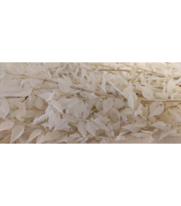 BRANCHE RUSCUS SAC 150GR