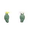 CACTUS BOULE FLEURI H16CM la pièce