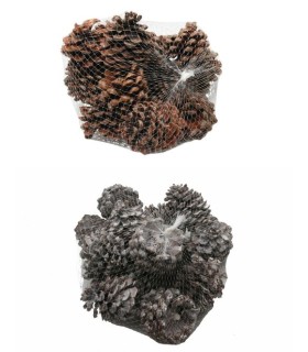 POMME DE PIN "PINUS PINEA" les 15P