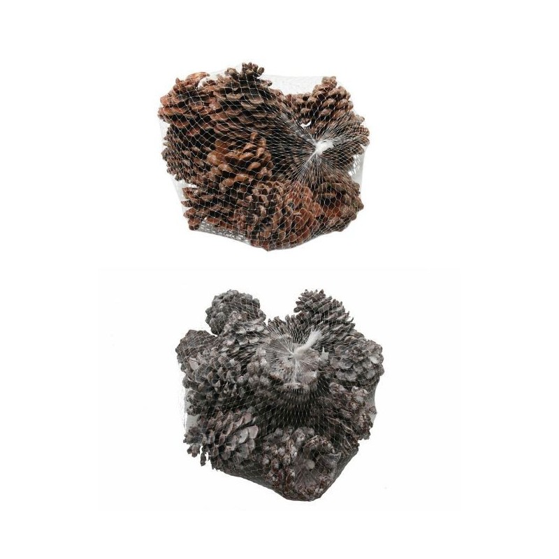 POMME DE PIN "PINUS PINEA" les 15P