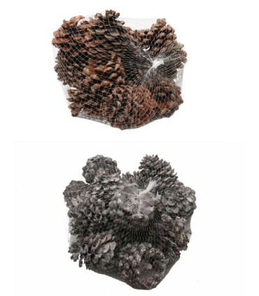 POMME DE PIN "PINUS PINEA" les 15P