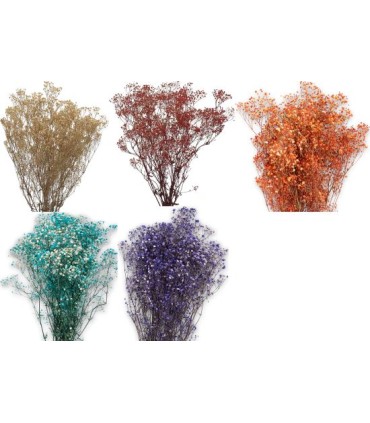 VERDISSIMO-GYPSOFILA 40/60