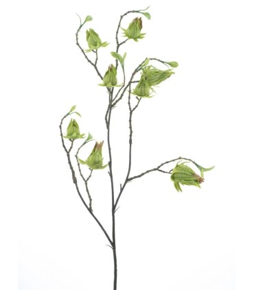 FLEUR PHYSALIS SAUVAGE 75CM à la pièce