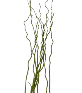 BRANCHE "KUWA" 120-180CM /6P