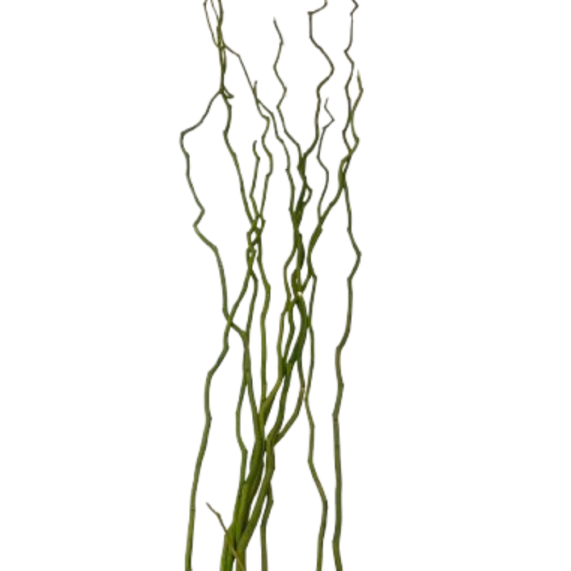 BRANCHE "KUWA" 120-180CM /6P