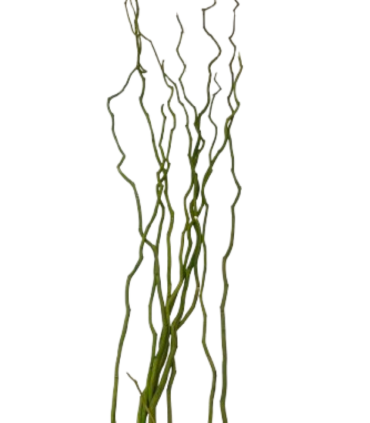 BRANCHE "KUWA" 120-180CM /6P