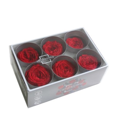 VERDISSIMO-ROSE Garden 6P