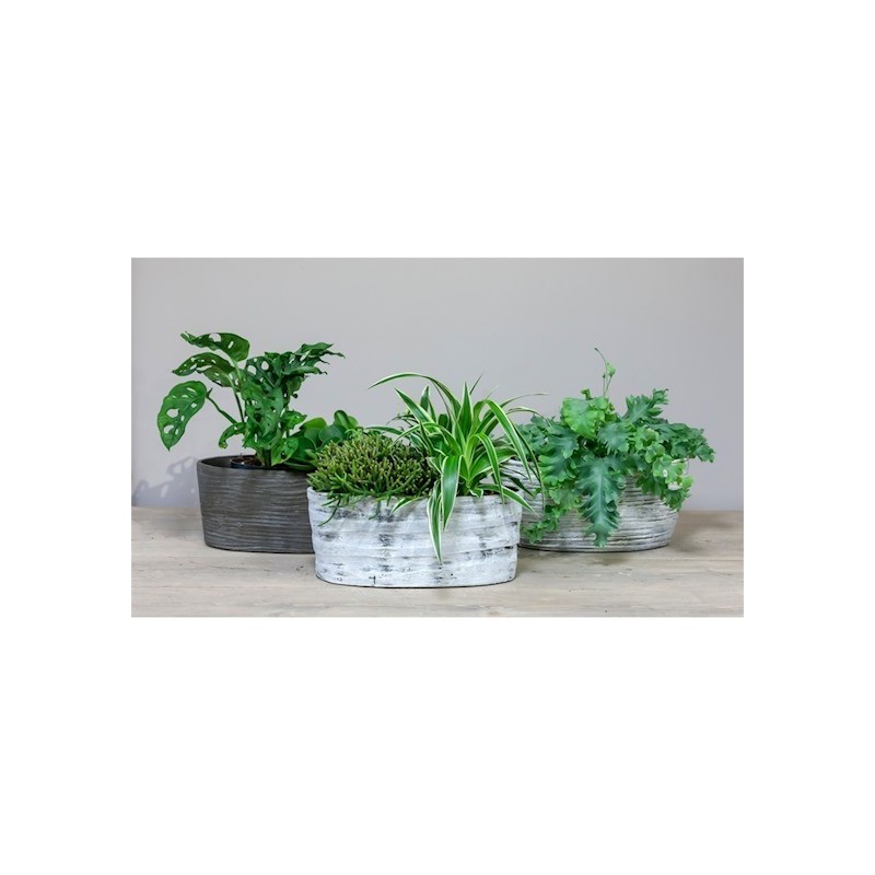 JARDINIERE ORCHIDEE 33X15 H15CM /2P