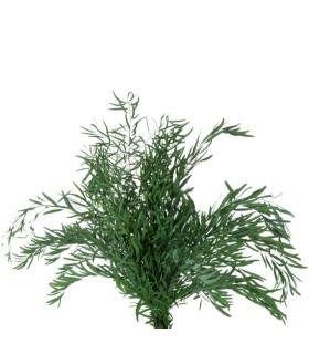 VERDISSIMO-NICOLY COULEUR /1P