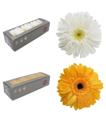 VERDISSIMO-GERBERA BOITE 12P