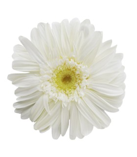 VERDISSIMO-GERBERA BOITE DE 4P