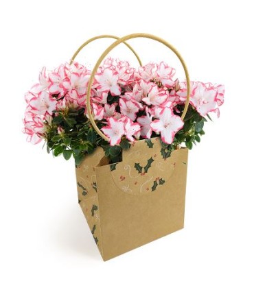 SAC EVIDENCE FANTAISIE MEDIUM /10P