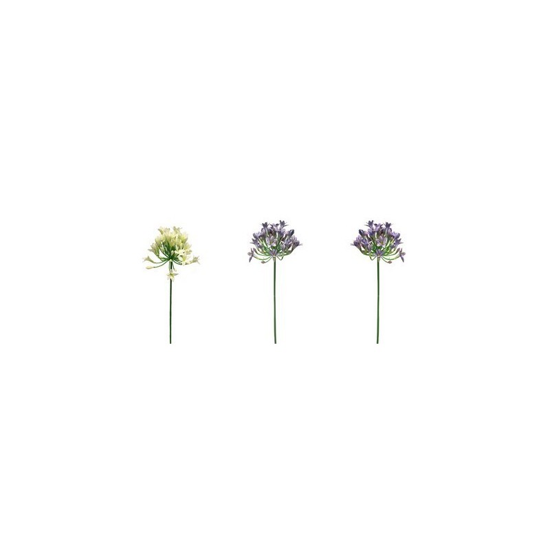 FLEUR AGAPANTHE LADY 75CM à la pièce