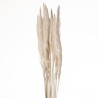 FEUILLE HERBE DE LA PAMPA mini les 100gr