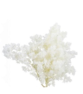 VERDISSIMO-MING FERN WHITE le sachet