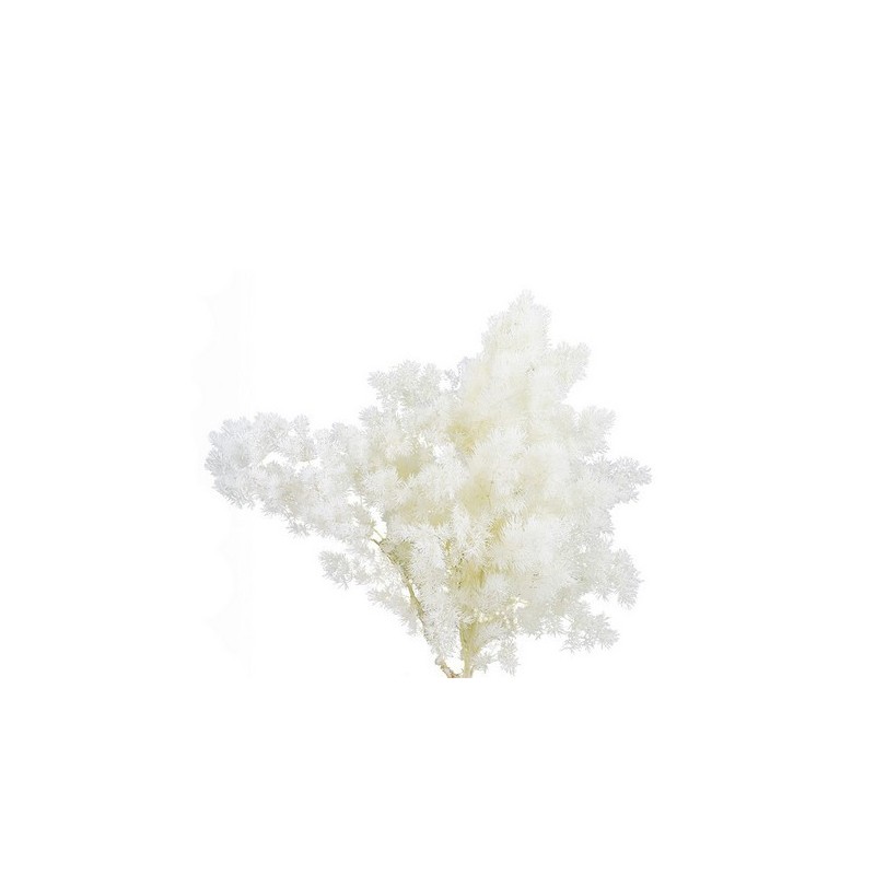 VERDISSIMO-MING FERN WHITE le sachet