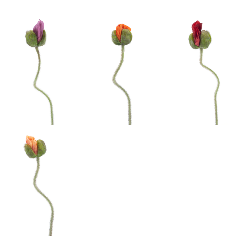FLEUR POPPY ISLE H69CM piece