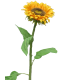 FLEUR SUNFLOWER TUSCANY H77CM piece