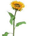 FLEUR SUNFLOWER TUSCANY H77CM piece