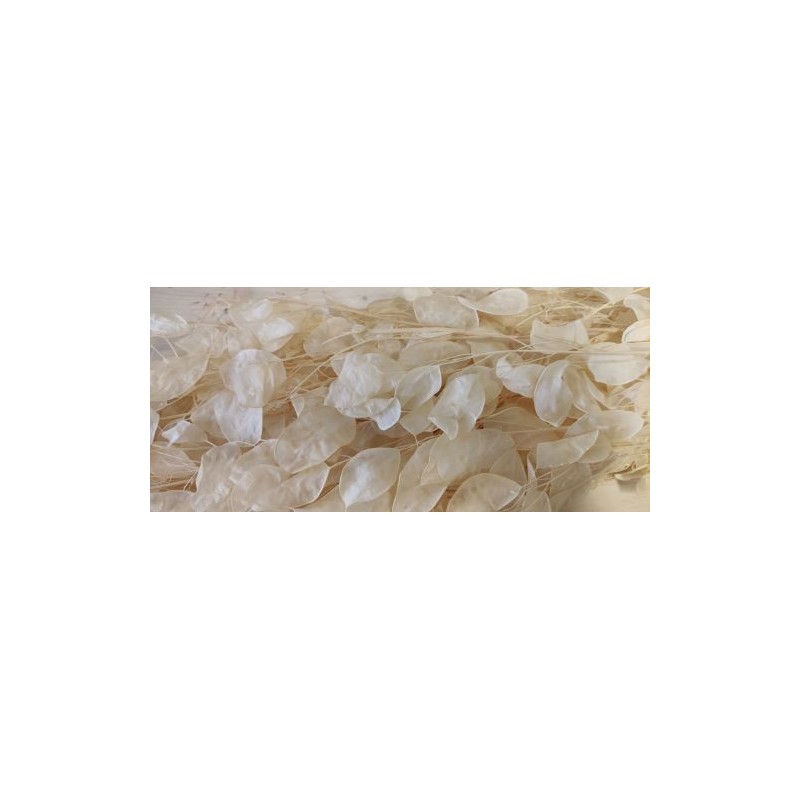 SEC FLEUR LUNARIA  BLANC les 10P