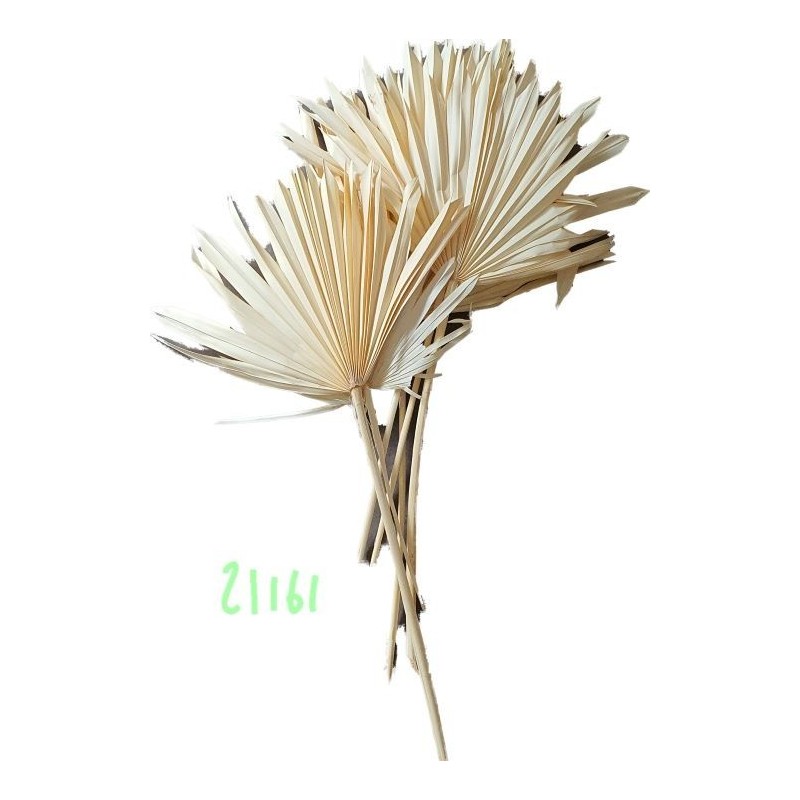 SUN SPEAR BLANC MM 2538P001 les 6P