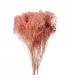 BROOM BLOOM COULEUR 100GR