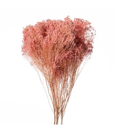 BROOM BLOOM COULEUR 100GR