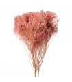 BROOM BLOOM COULEUR 100GR