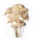 ACHILLEA SACHET 120GR