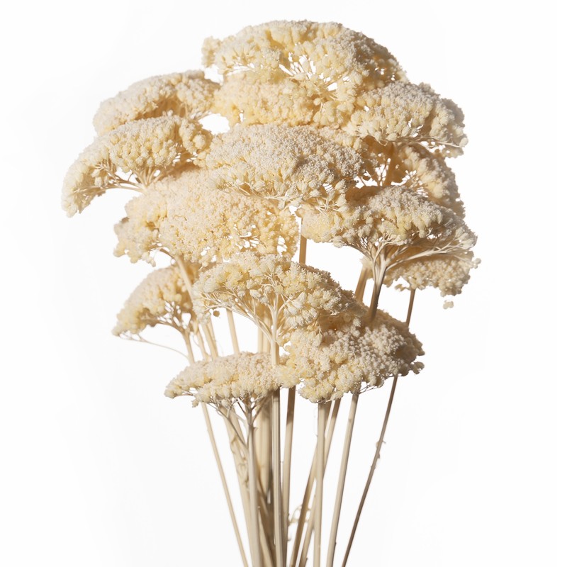 ACHILLEA SACHET 120GR