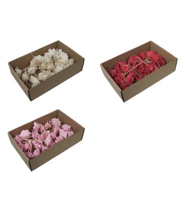 ROSE BOIS O6CM LES 23 P