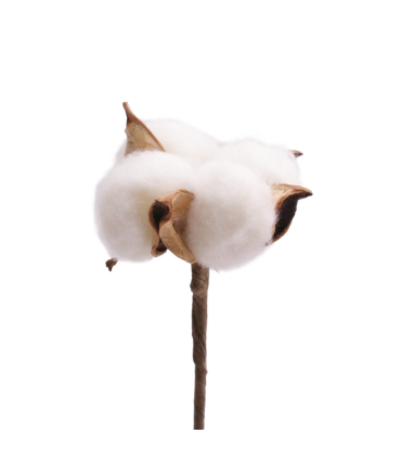 PIQUE BRANCHE DE COTON 4CM H50CM les 25P