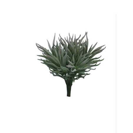FLEUR CRASULA HIMALAYA VERT ou GRIS 15CM à la pièce