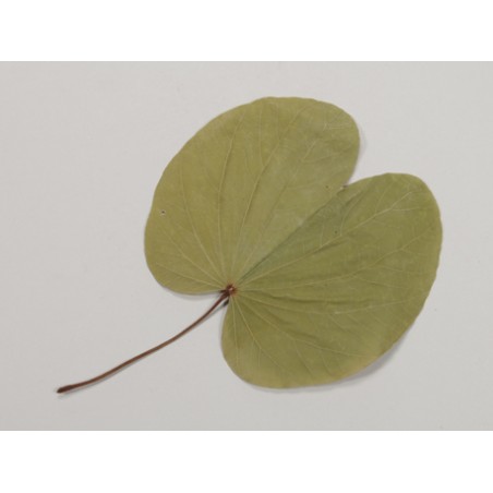 FEUILLE BUGUNIA NATUREL EN SACHET 