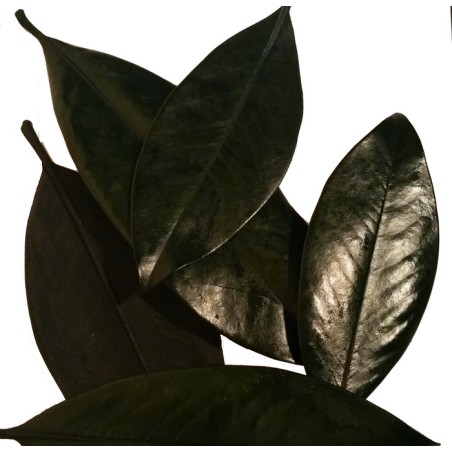 FEUILLE MAGNOLIA STABILISEE 500GR