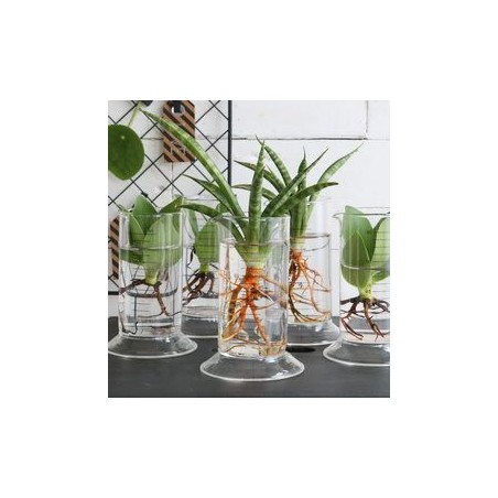VERRE TUBE LABORATOIRE H11CM /6P