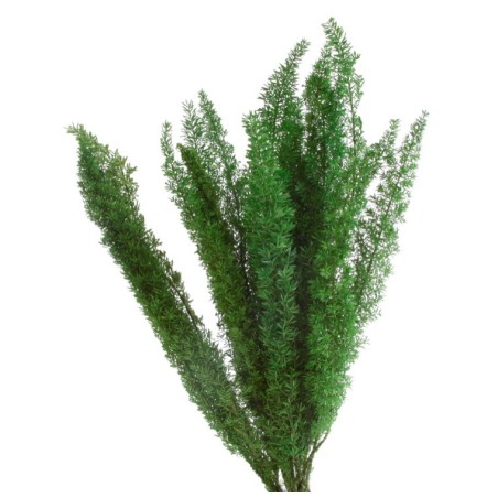 VERDISSIMO-FOXTAIL VERDE 30/40