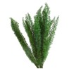 VERDISSIMO-FOXTAIL VERDE 30/40